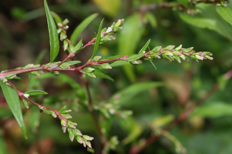 водяной перец
