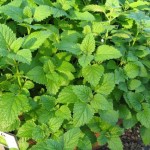 Чай с мелиссой при грудном вскармливании: можно пить кормящей маме или нет?