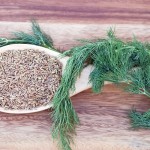 Польза укропа для кормящей мамы, рецепты укропной водички и чая при грудном вскармливании